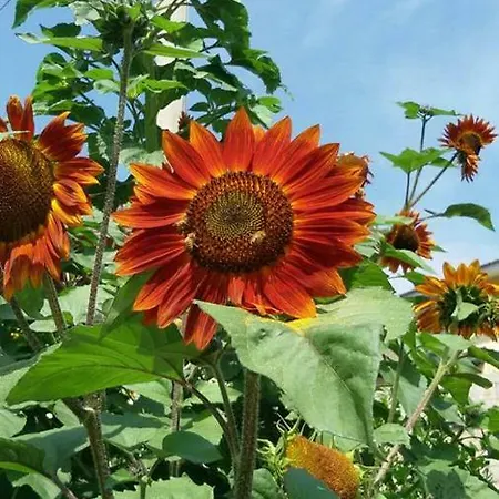 B&B Il Girasole-2